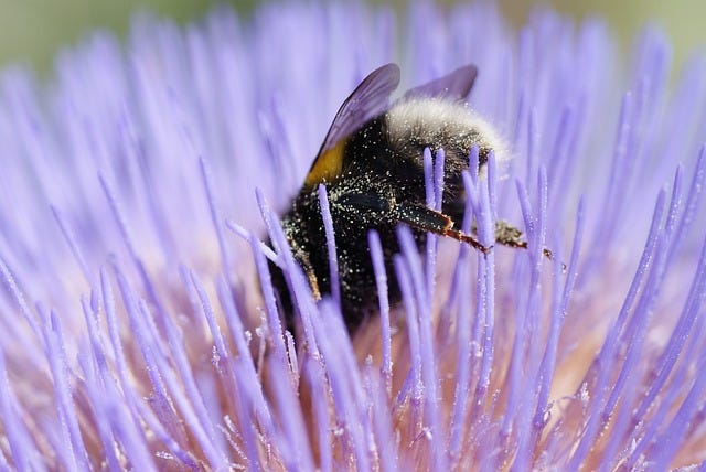 Un bombo nero e peloso, ricoperto di polline, immerso in un grande fiore viola. Un bombo nero e peloso, ricoperto di polline, immerso in un grande fiore viola.