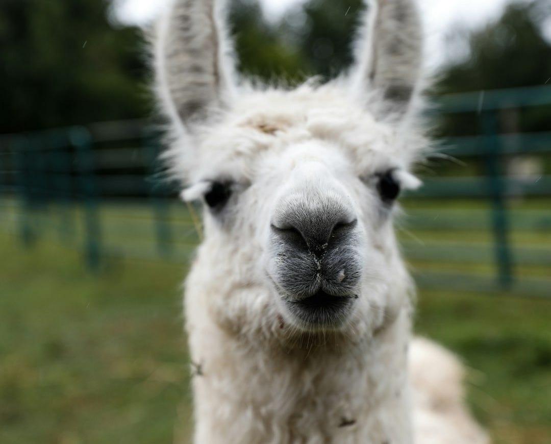 white llama on green grass field during daytime