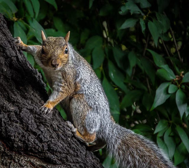 A squirrel on a tree.