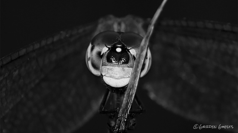 Mono dragonflie