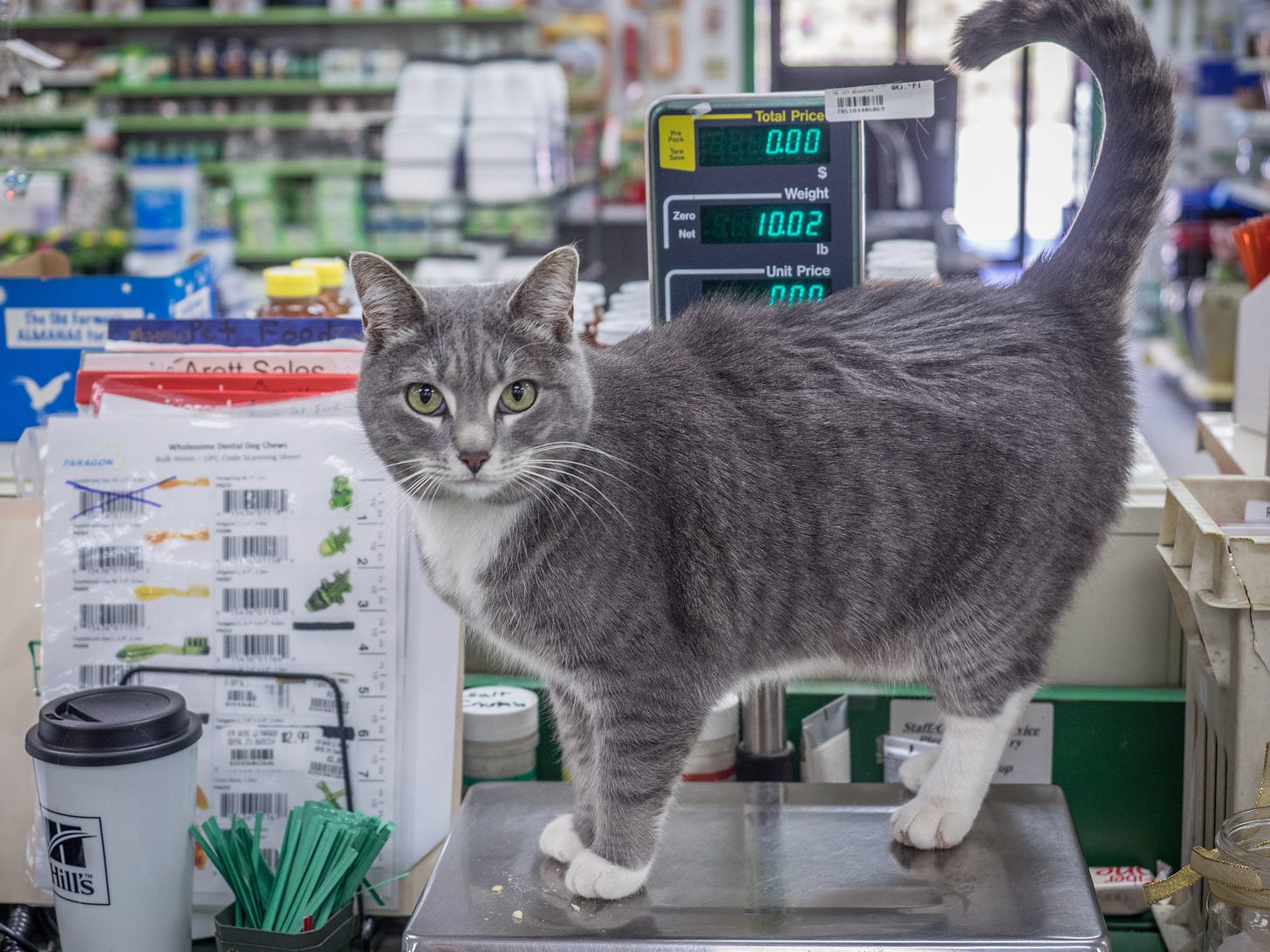 Ten pound cat