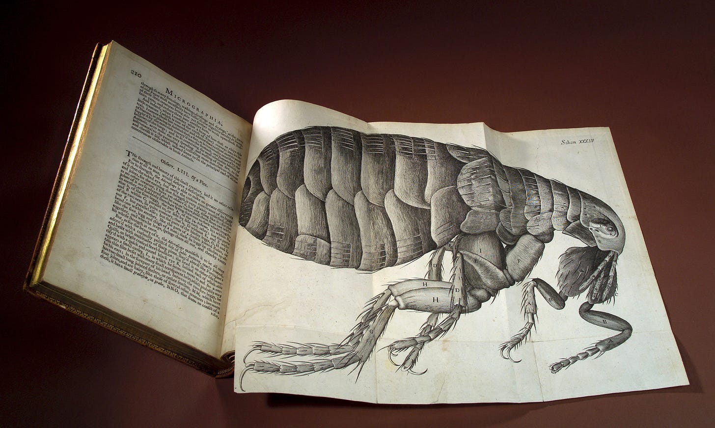 Large foldout image of a flea seen under a microscope, from Robert Hooke's Micrographia