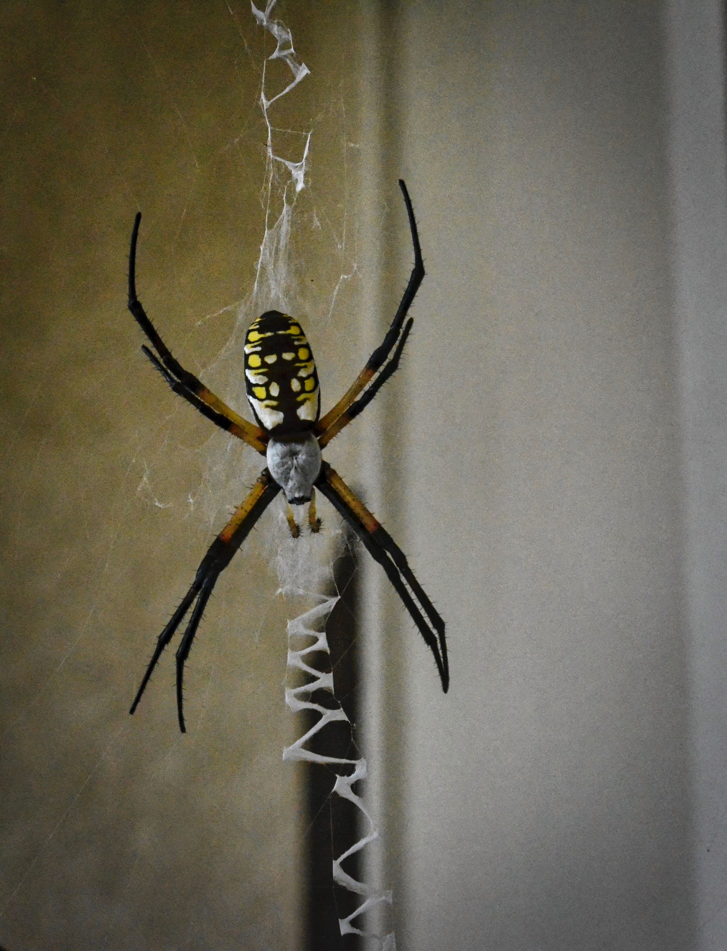 A single yellow orb spider climbing sown his web.