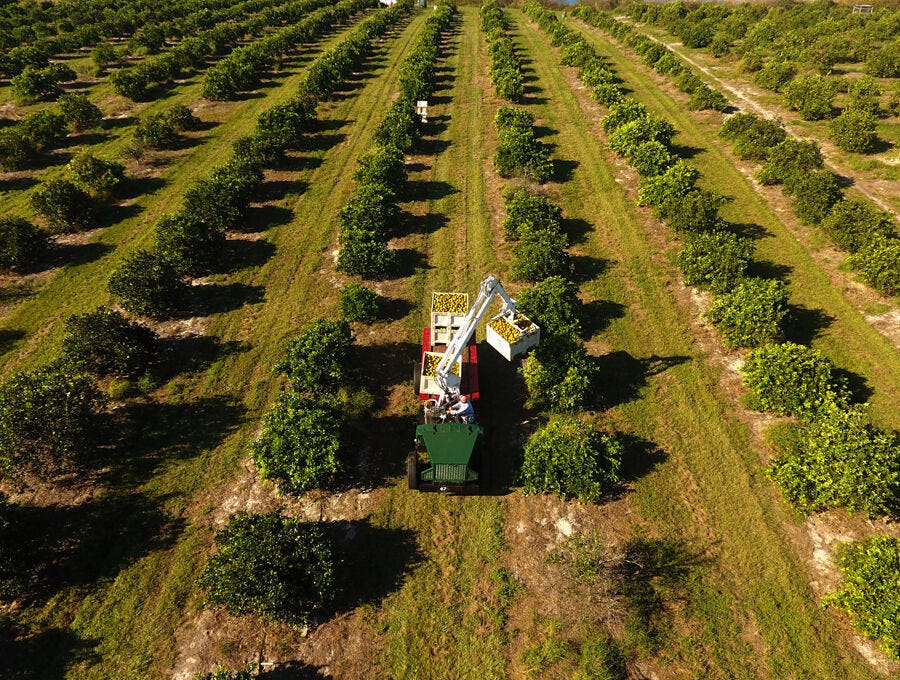 Florida's famed Citrus in fight for survival | News | The Villages Daily  Sun | thevillagesdailysun.com