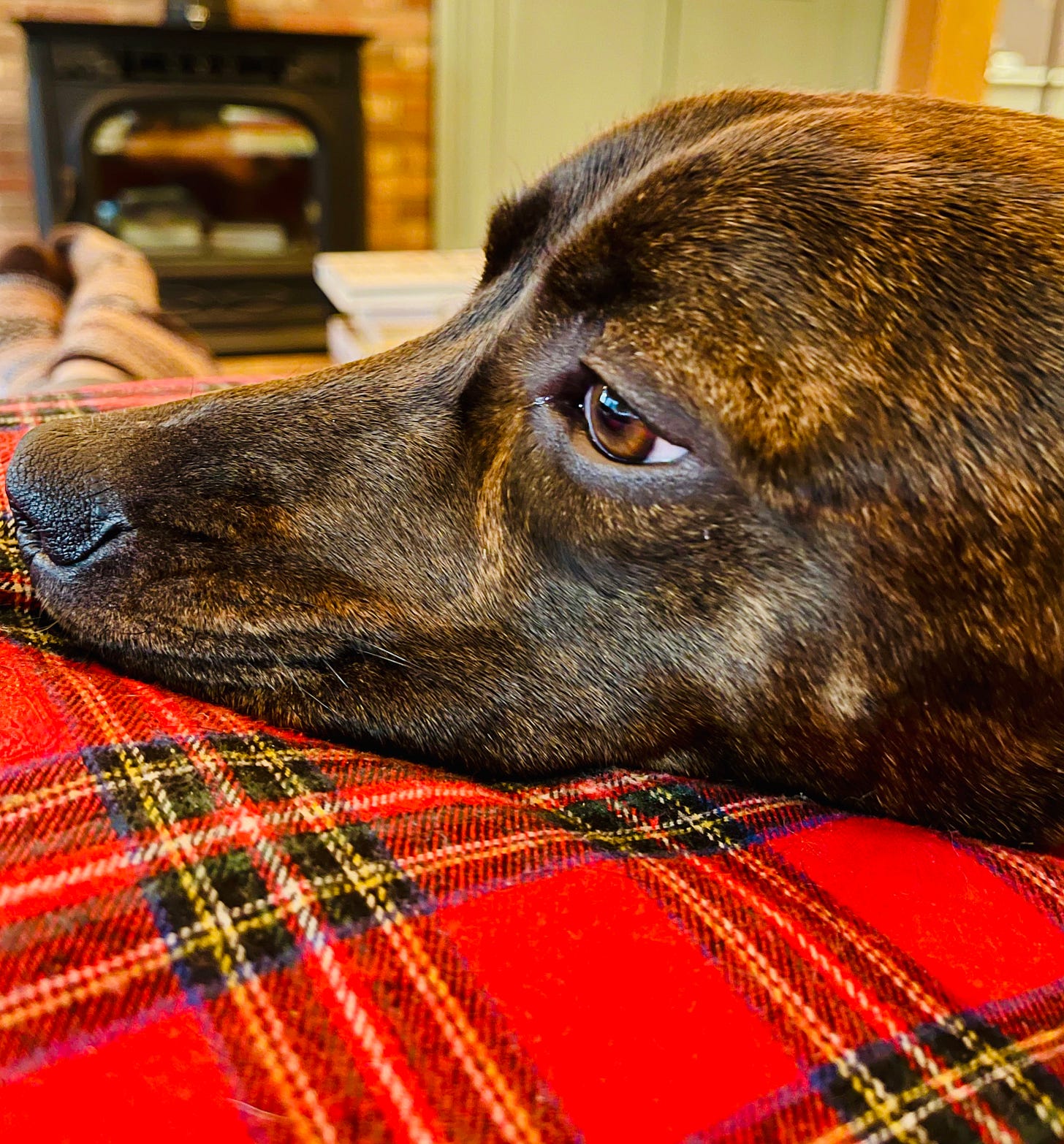 Dog with her head on a red, plaid pillow