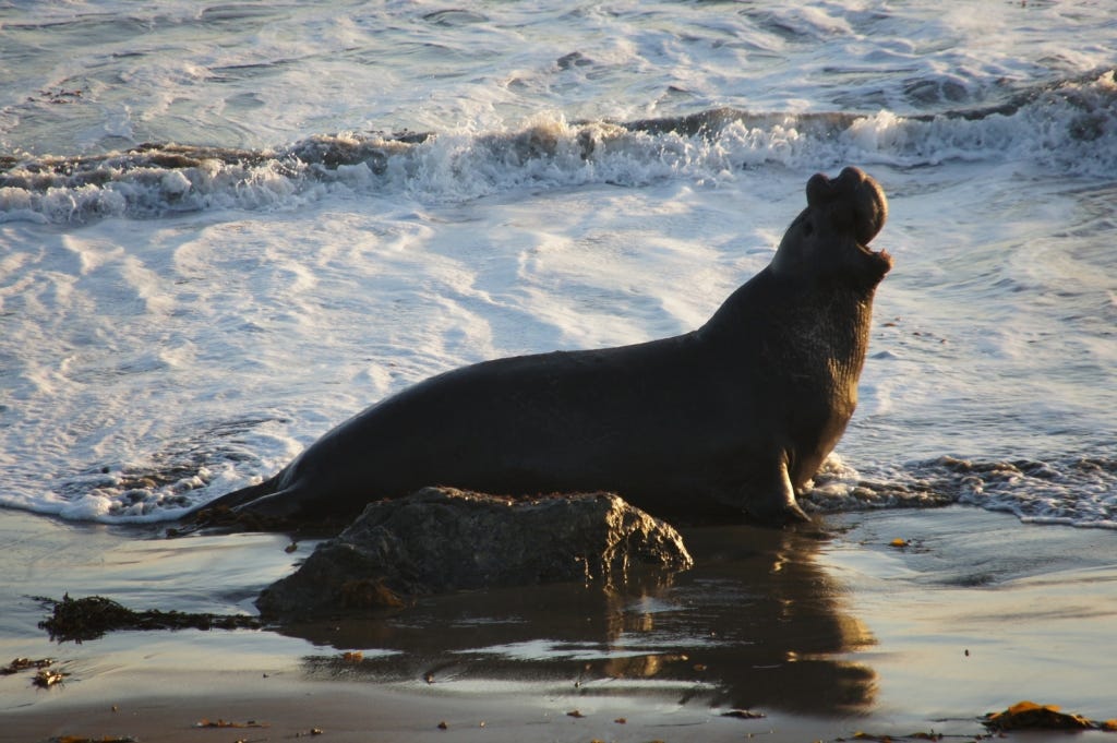 Loudest roar, biggest nose=ruler of the beach.