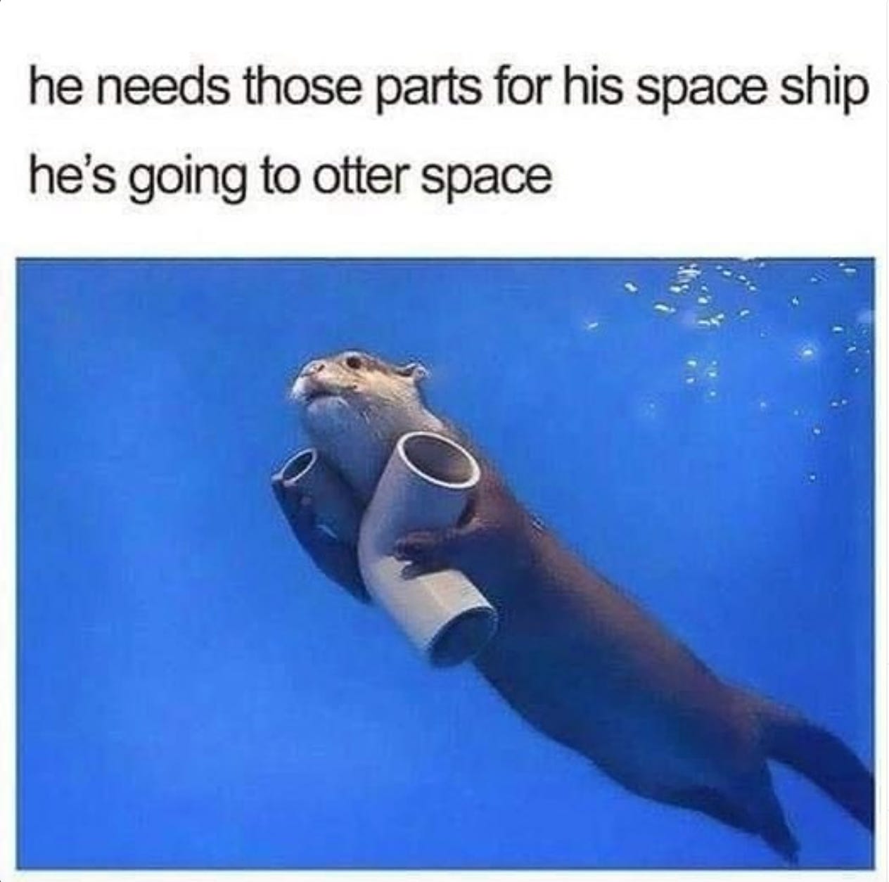 image of otter in water swimming with two pieces of plastic piping. caption reads: he needs those part for his spaceship. he's going to otter space.