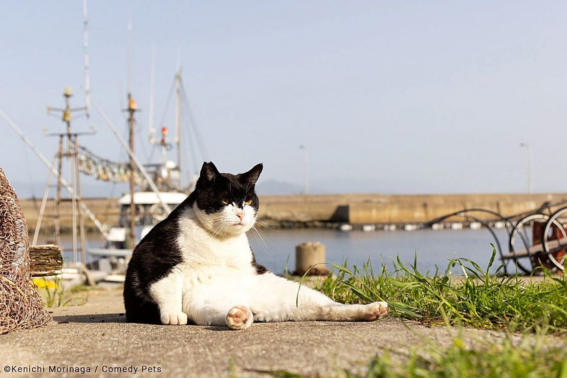 un gato de gran tamaño está sentado al sol observando lo que pasa a su alrededor con una postura despatarrada