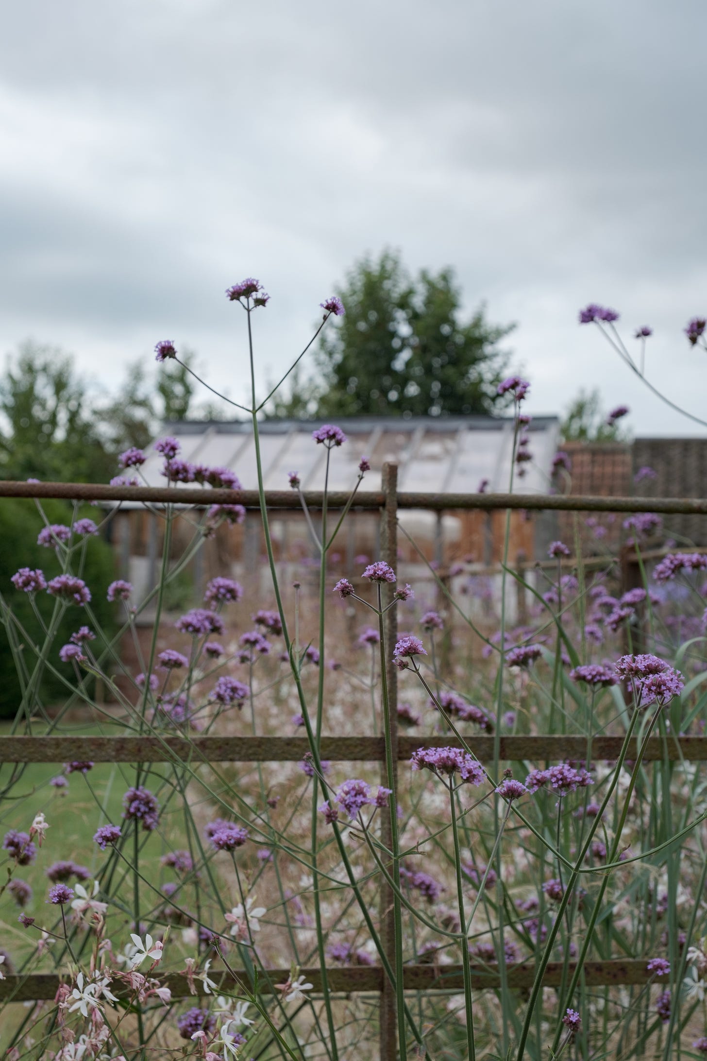 Verbena and Gaura planted around vintage metal estate fencing