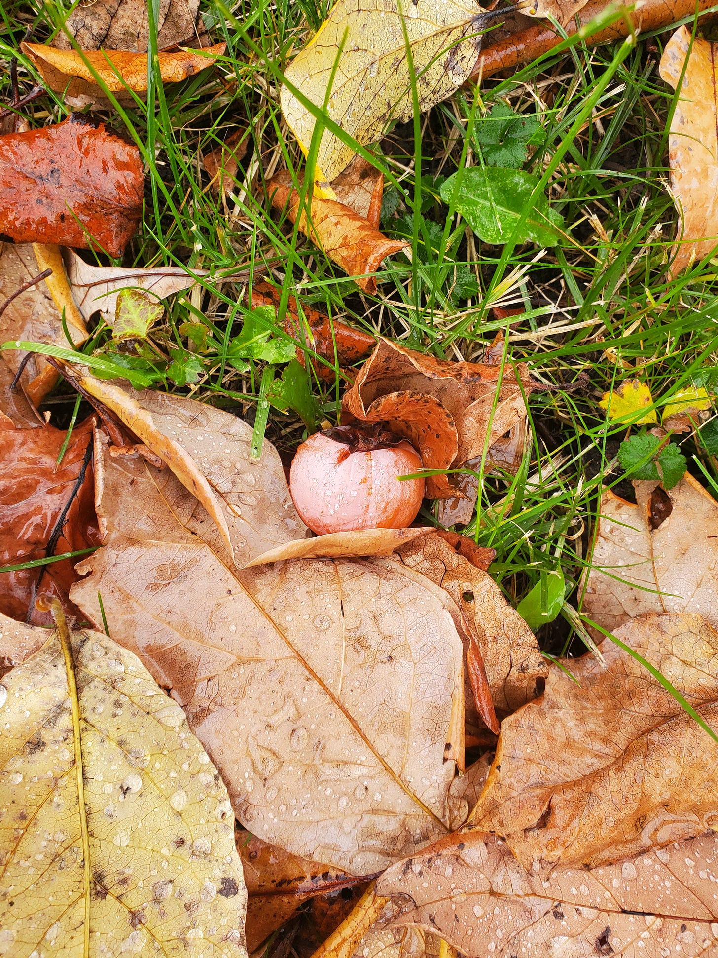 A persimmon on the ground amid leaves and grass