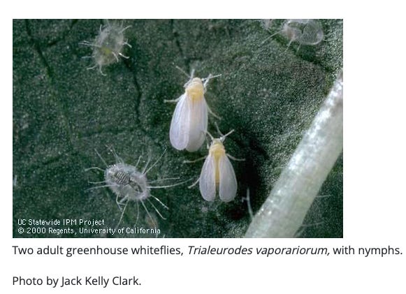 greenhouse whiteflies