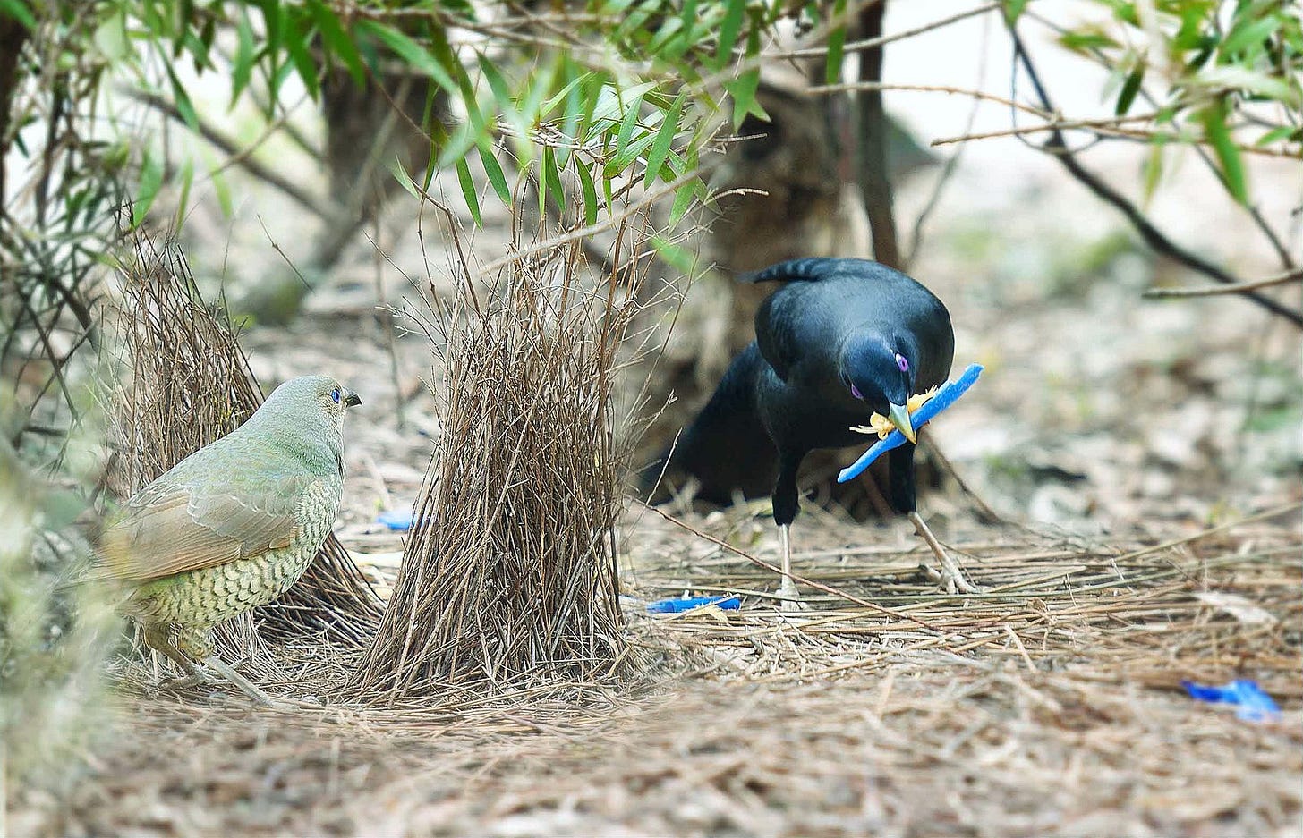 Satin_Bowerbird,_adult_and_immature_males,_Canberra_(6126773690).jpg