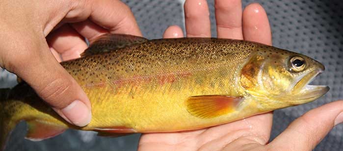 Gila Trout Recovery & Angling - New Mexico Department of Game & Fish