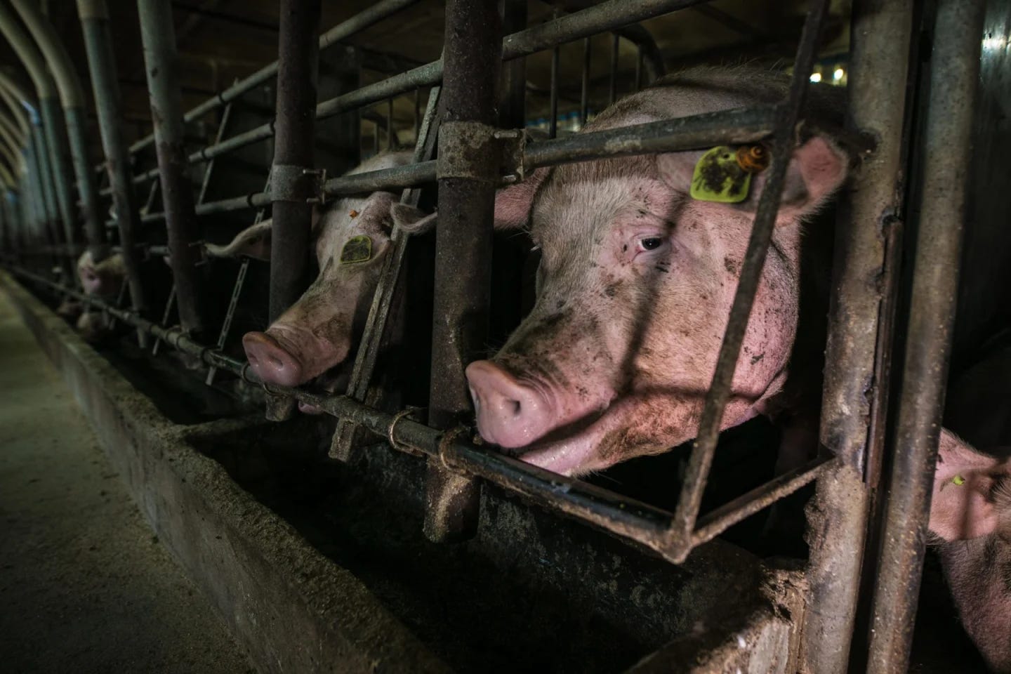 A factory-farmed pig in a gestation crate with mud smeared across her face.