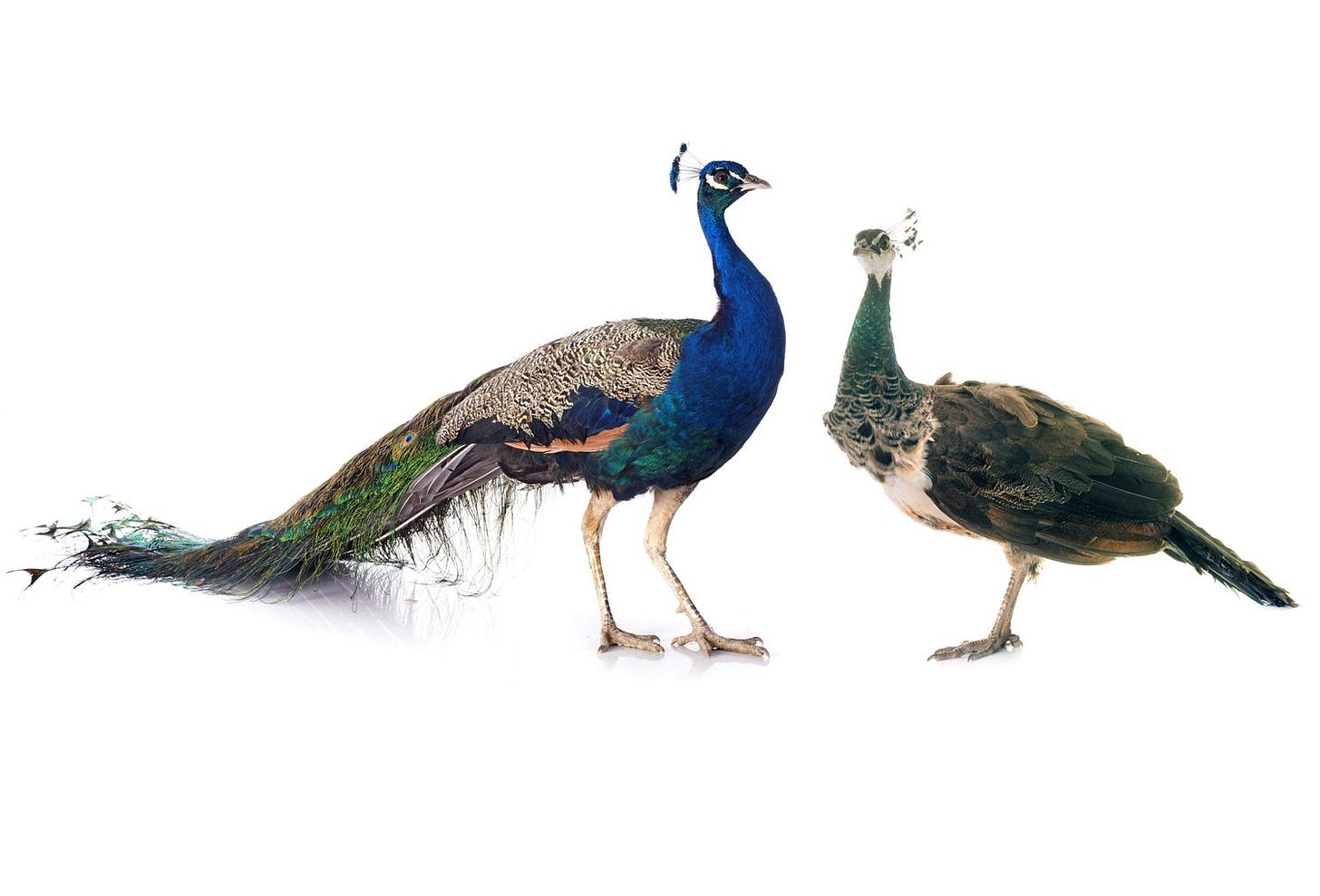 Peacock Facts (Pavo sp. and Afropavo sp.)