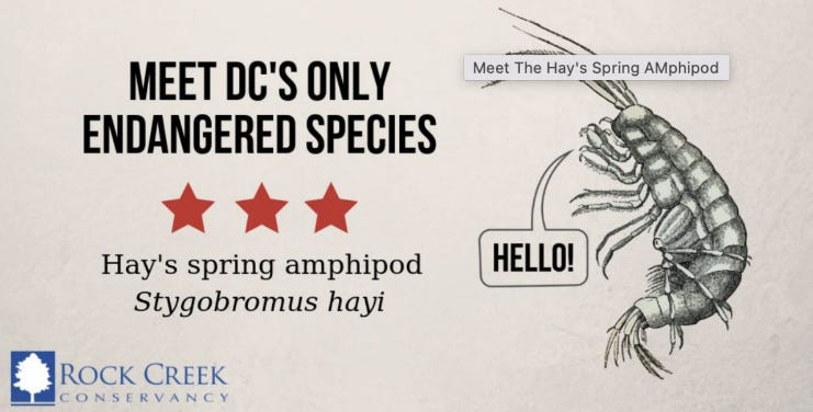 Woodley Park’s very own endangered species! The Hay’s Spring Amphipod!
