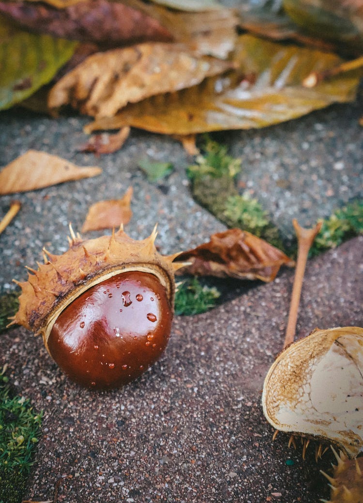 Brown seed on the ground.