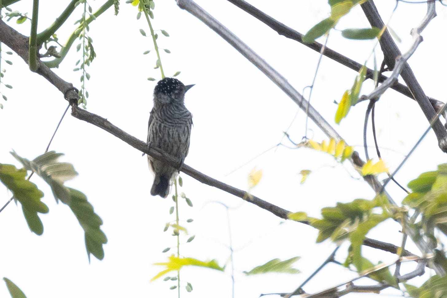 a tiny bird perched on a stick with vertical barring across the belly, horizontal barring across the breast, and a black, white-speckled cap. it is in the left third of the image, looking up and to the right, set against a backlit white sky.