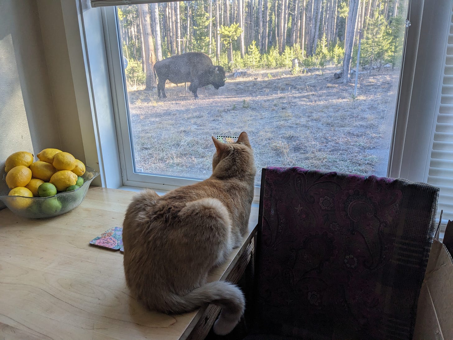 the orange cat observes a bison 