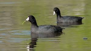 Everything to know about the American Coot