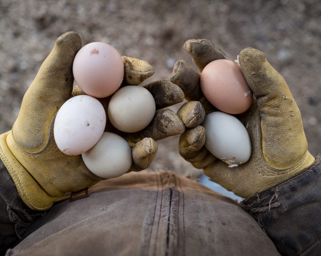 Farm eggs | The Elliott Homestead (.com)