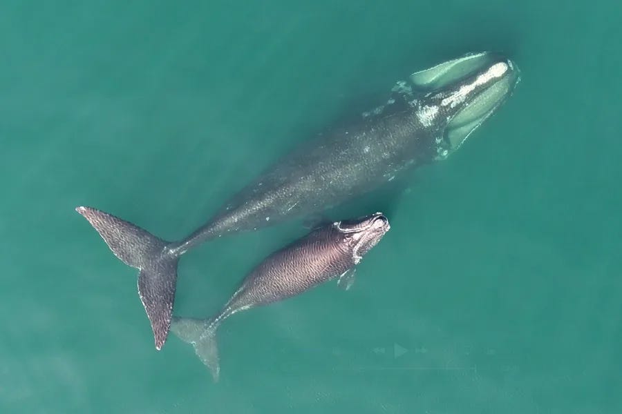 North Atlantic right whales North Atlantic right whales