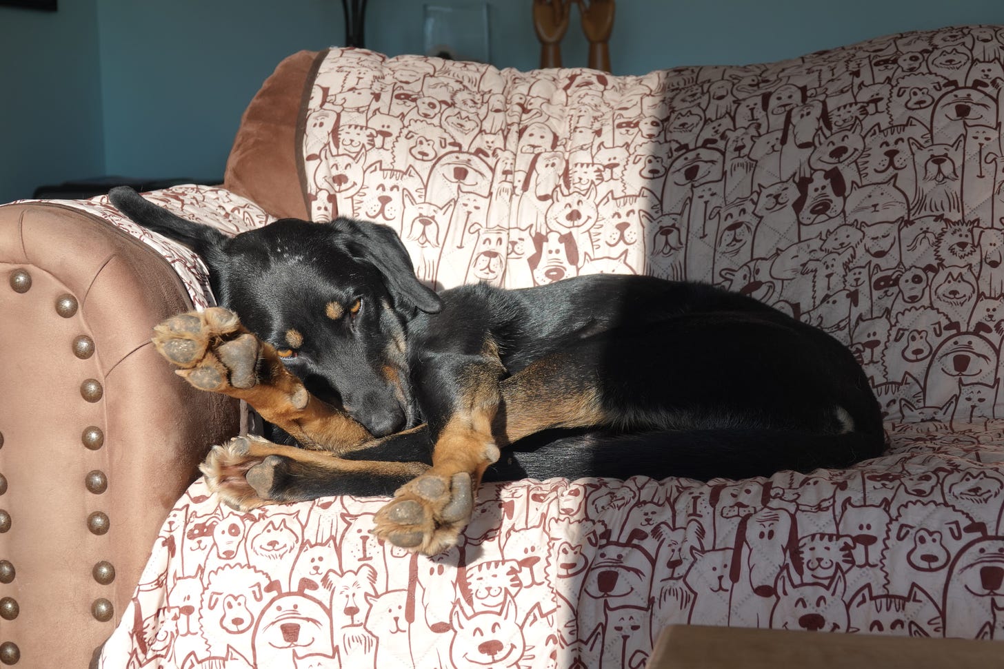 Black and tan mixed breed dog curled up for a nap with golden eyes open on a brown couch