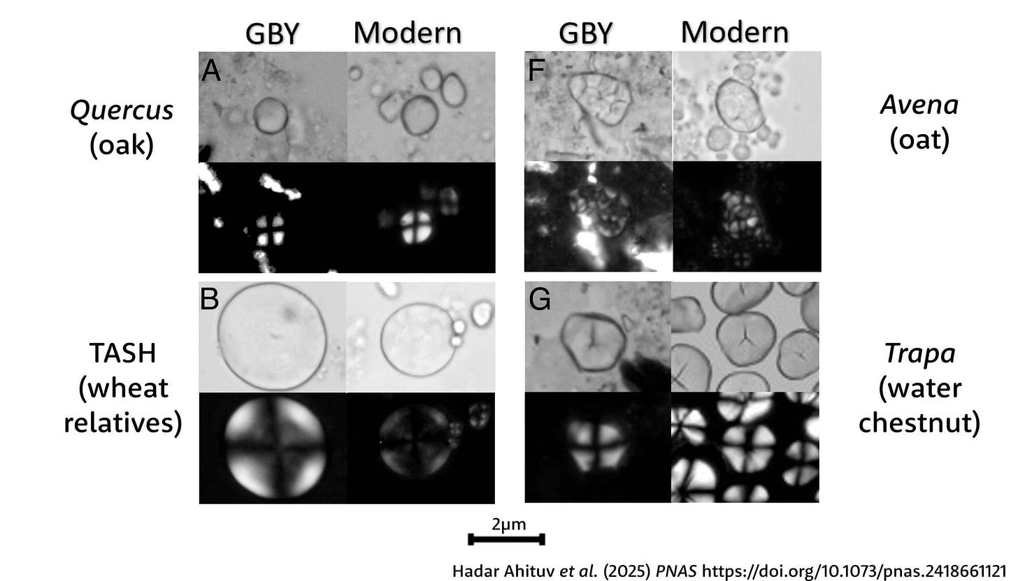 Four panels showing starch grains in ordinary and polarized light comparing Quercus (oak), Avena (oat), TASH (wheat relatives), and Trapa (water chestnut) Four panels showing starch grains in ordinary and polarized light comparing Quercus (oak), Avena (oat), TASH (wheat relatives), and Trapa (water chestnut)