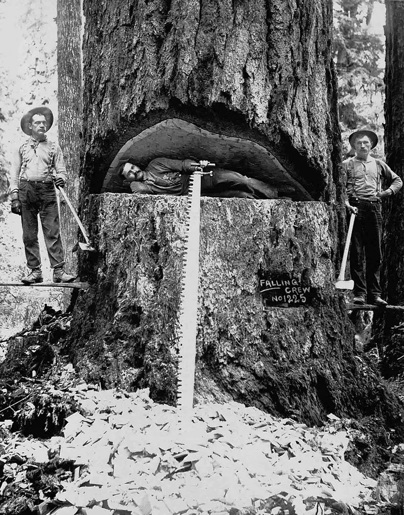 Vintage photos of the old-school lumberjacks who fell giant trees with  axes, 1890-1935 - Rare Historical Photos