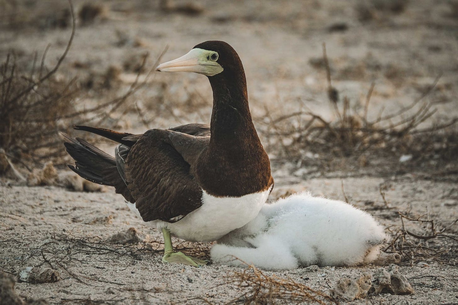 brown booby bird near the leafless plants