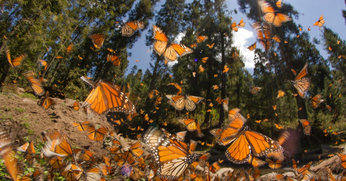 Colony of migrating monarchs