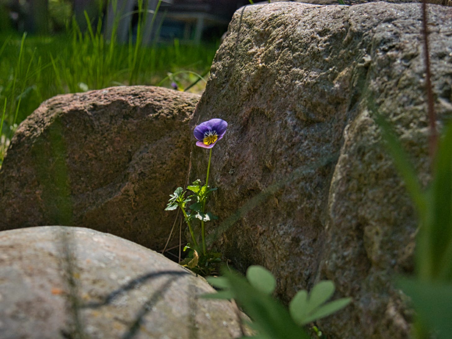 A violet amongst stones.