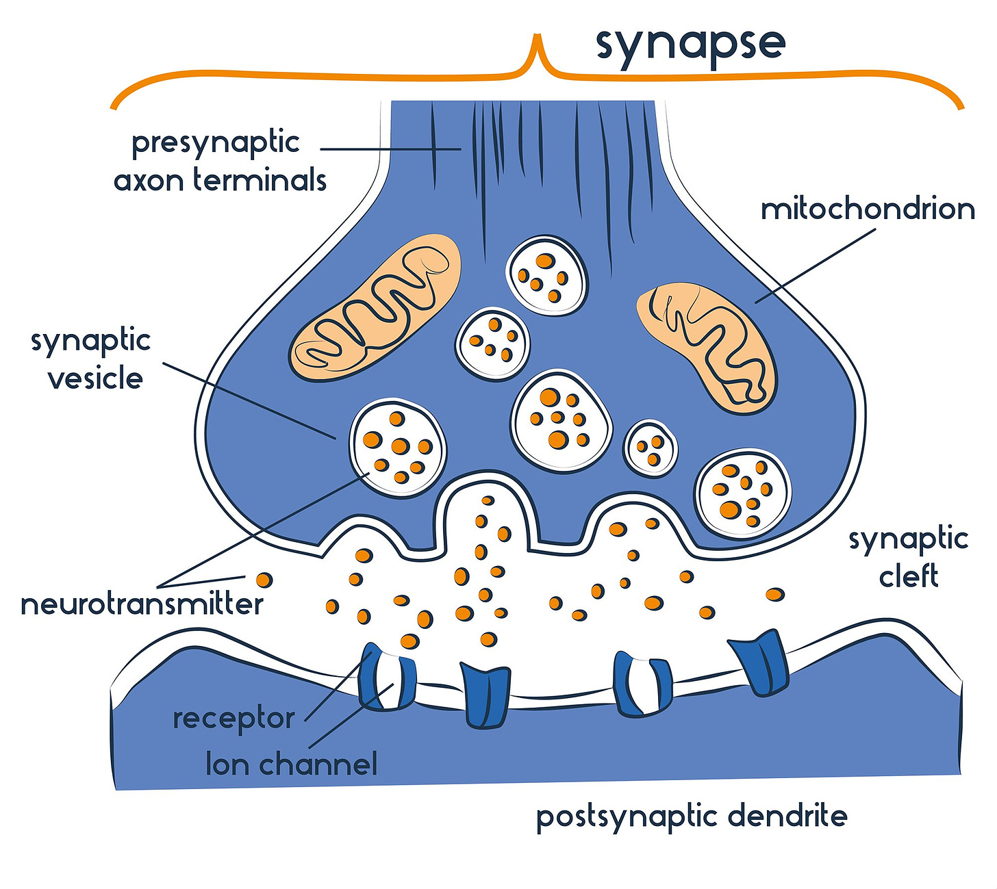 Neurotransmitters: Types, Function and Examples