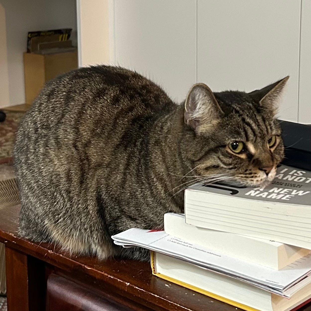 Sandy, a neurotic mackerel tabby, rests her chin on a short stack of books.