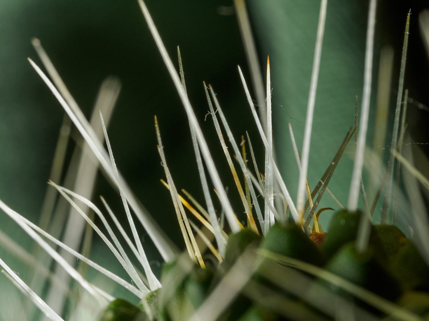 Cacti thorns