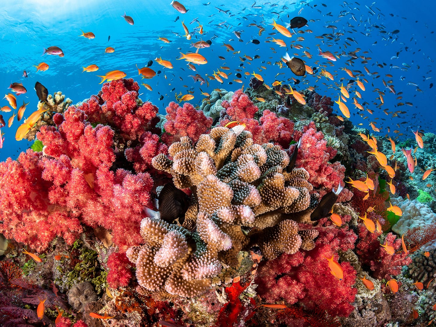 The world's coral reefs are dying—here's how scientists plan to save them