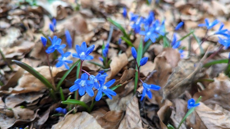 Small deep blue flowers growing out of dry leaves