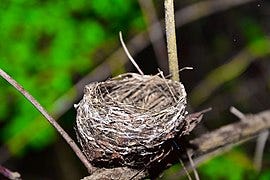 File:Bird nest srilanka 001.jpg