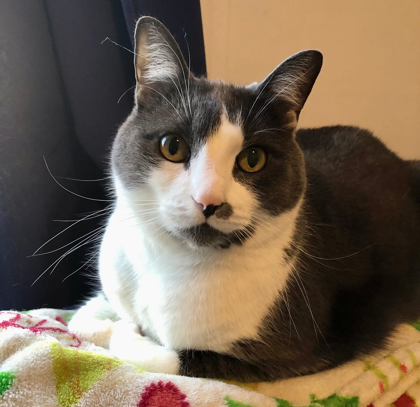 Haku, a grey and white tuxedo cat with yellow eyes, looks at the camera.