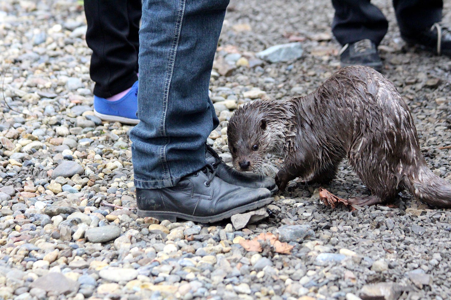 A curious Eurasian Otter, its fur wet, smells somebody's shoes