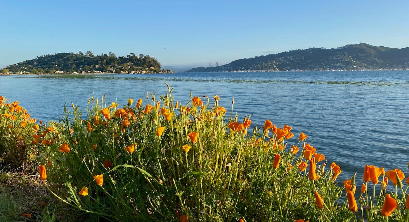 California poppies on Tiburon waterfront looking toward Golden Gate Bridge