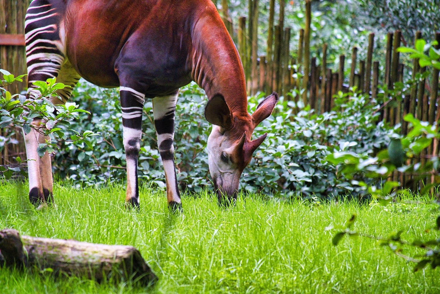 Okapi, also known as a forest giraffe, from a recent trip to Walt Disney World.