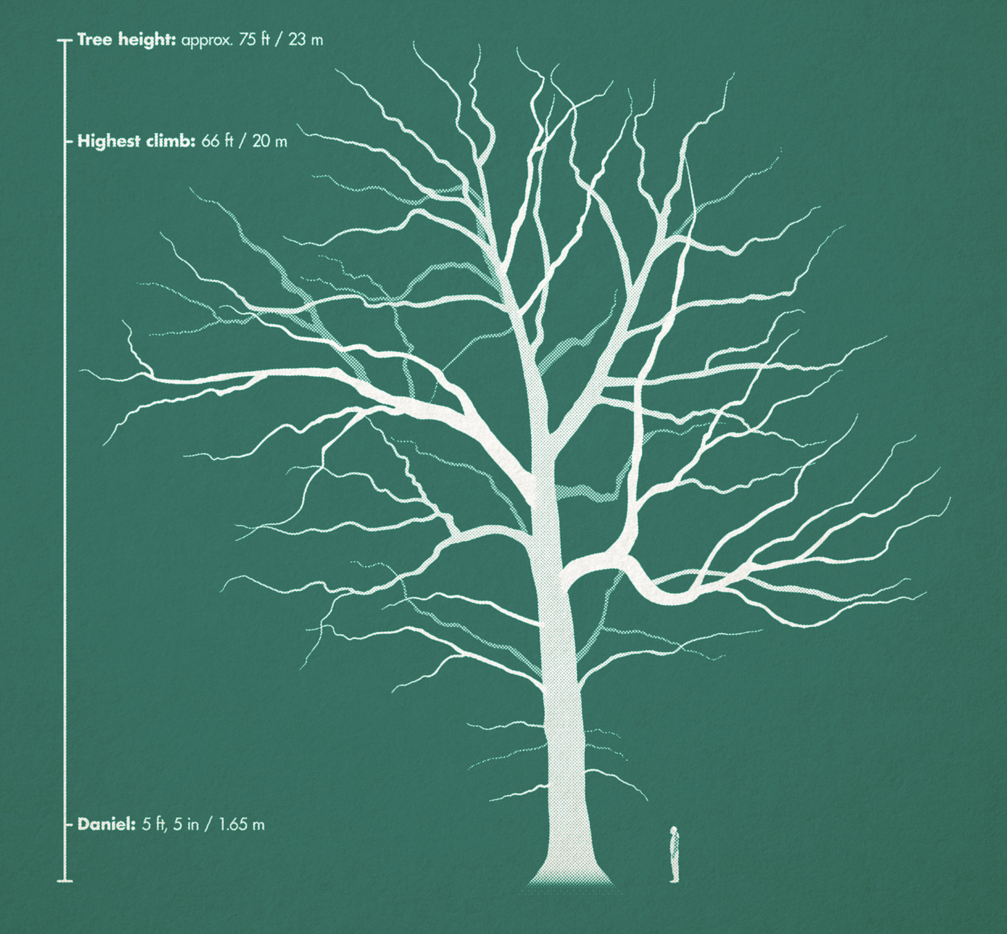 A diagram of the burr oak's branches, and its size compared to the author's