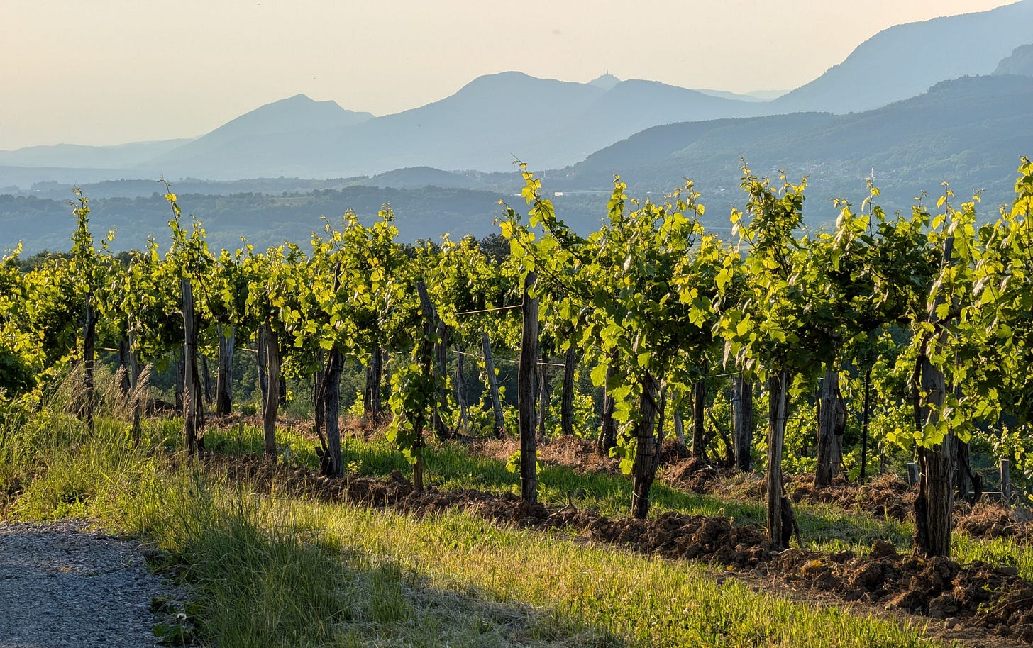 Vineyards in the Vipava Valley, Slovenia. Photo (C) Simon J Woolf.