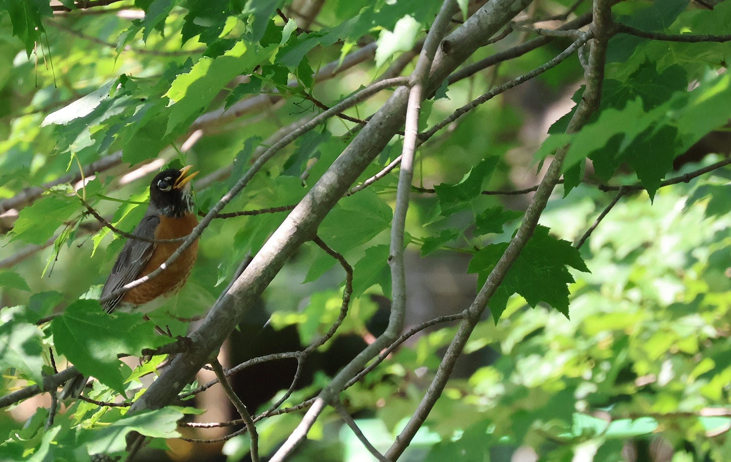 A small bird with black back feathers, a chest of orange feathers, and a yellow beak sits on a branch of a lush maple tree.
