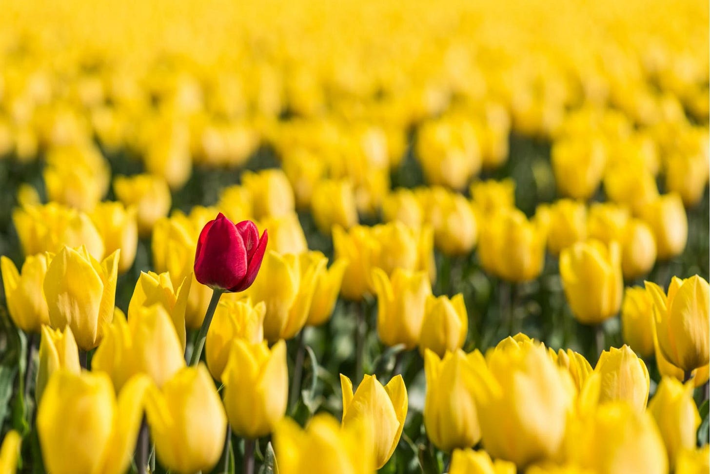 Top Secrets of Juxtaposition in Photography Revealed | Skylum Blog