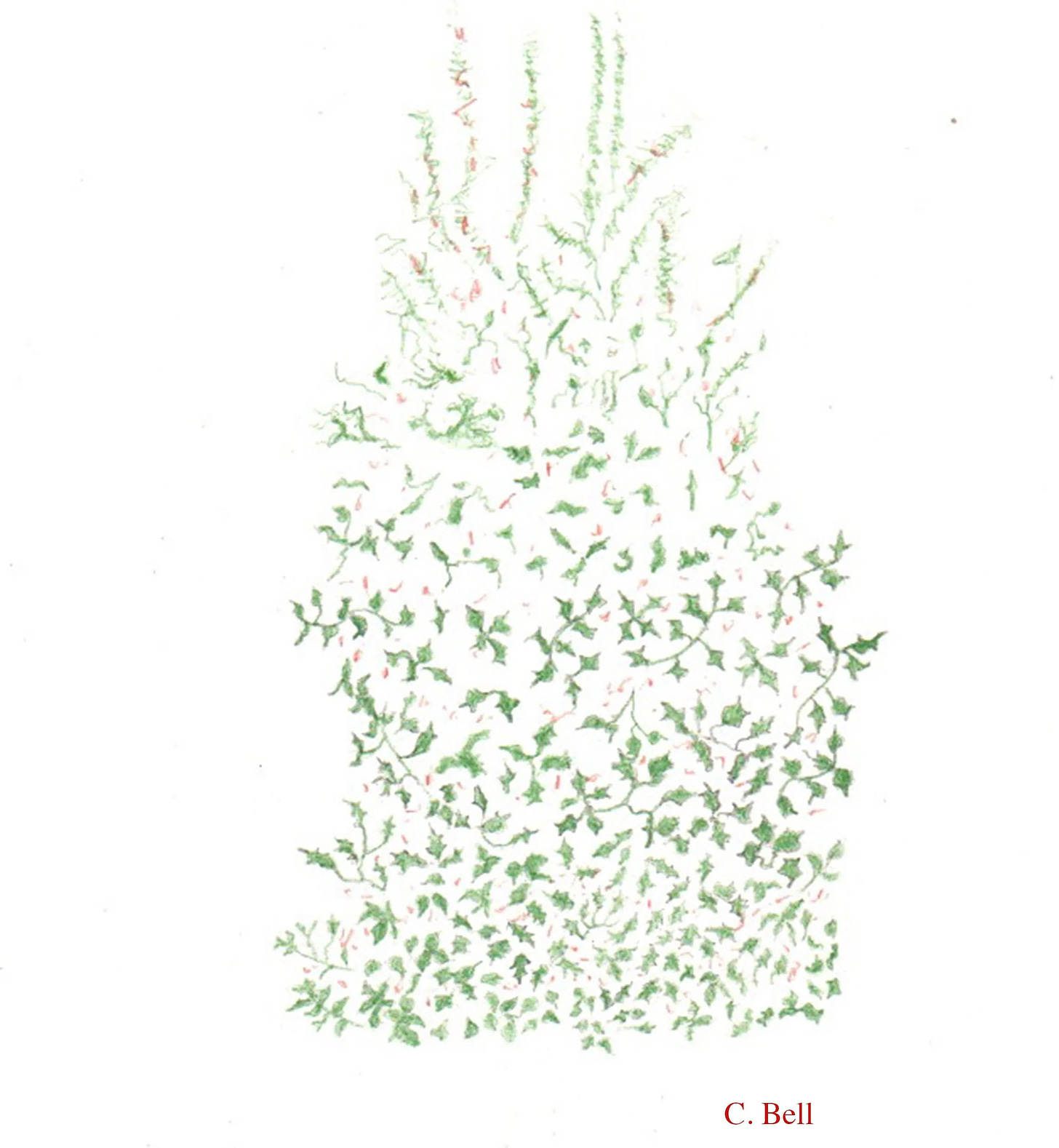This is Ms. Bell's illustration, from memory, of the holly tree that lived on her West Oak Lane corner for decades. 