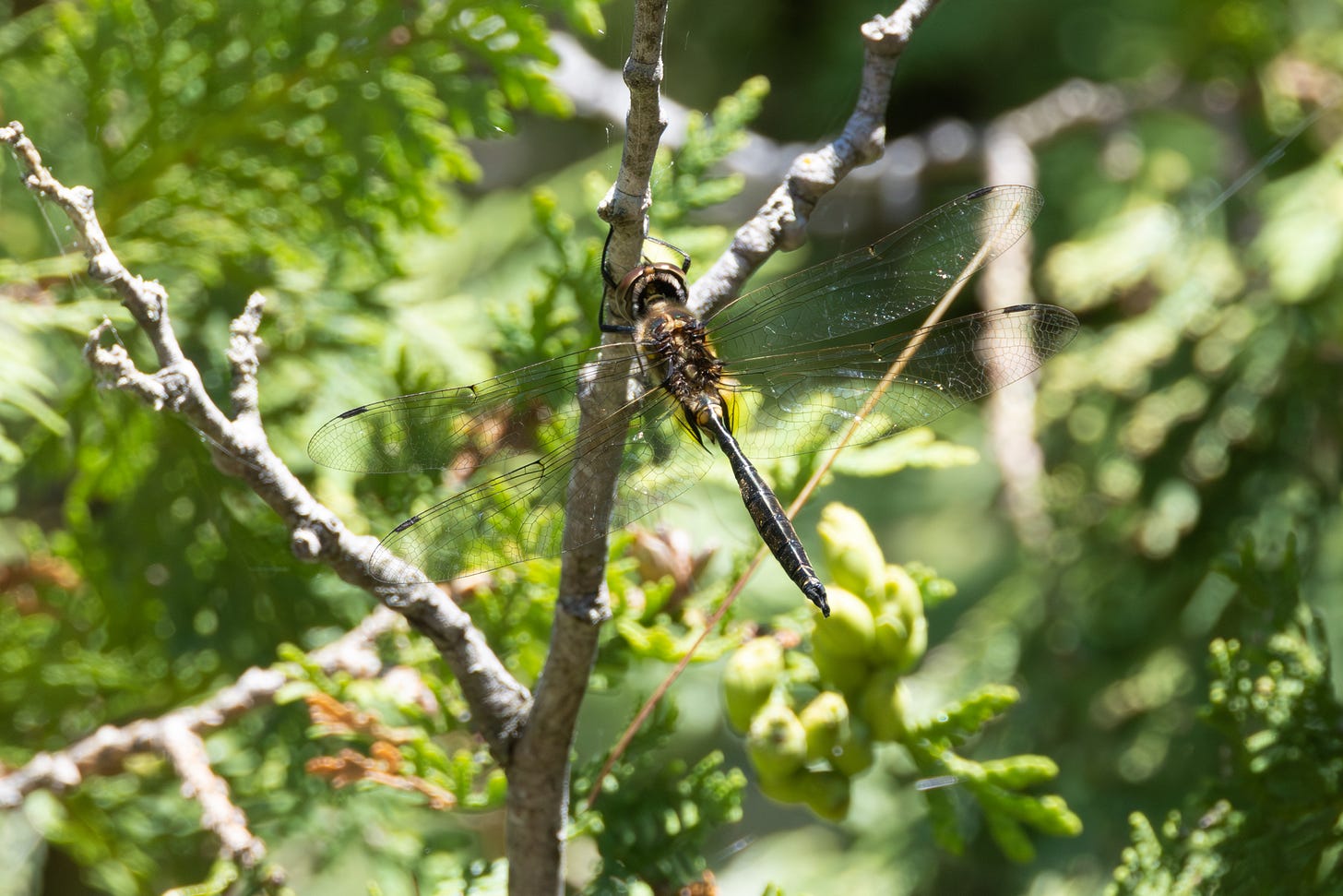 a dragonfly clinging to a stick, with cedar leaves in the background