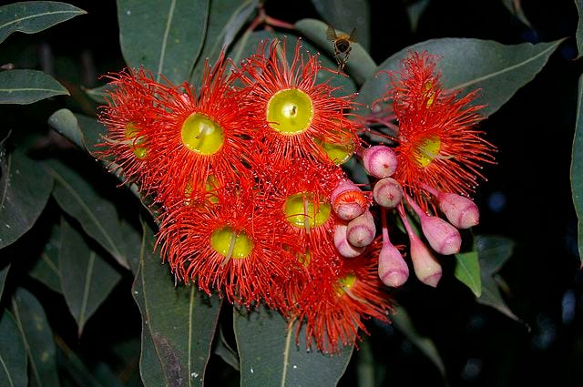 Corymbia ficifolia [flowers, formerly Eucalyptus f. wikicommons].jpg