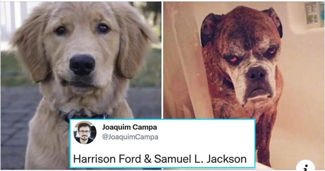 May be an image of dog and text that says 'Joaquim Campa @JoaquimCampa Harrison Ford & Samuel L. Jackson'
